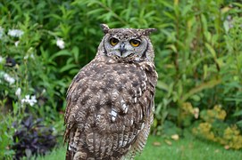 brown-owl-1208041__180